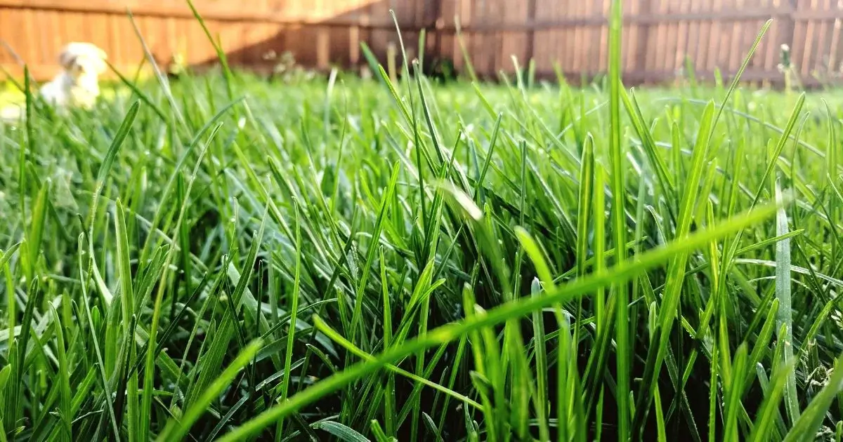 Close-up of healthy green grass in a yard.